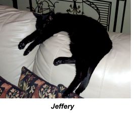 Purrfect Health Cat Hospital Jeffery