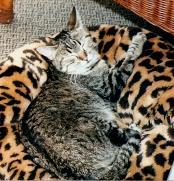 Purrfect Health Cat Hospita