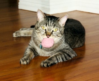 Purrfect Health Cat Hospital