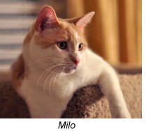 Milo - Purrfect Health